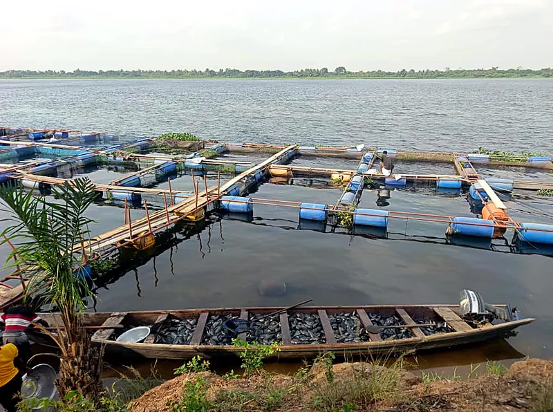 Floating fish cages on the Volta River with a canoe full of freshly harvested tilapia